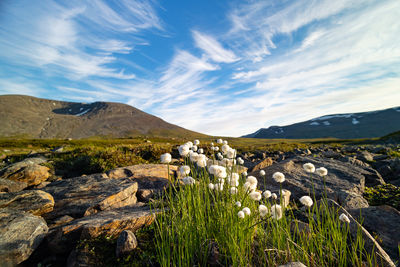 A beautiful white cottongrass growing in the sarek national park, sweden.