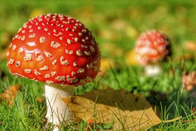 Close-up of mushroom growing on field