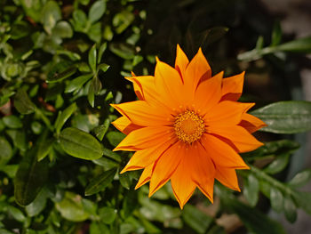 Close-up of orange flower