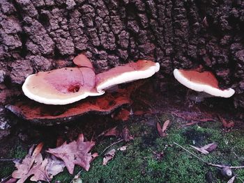 High angle view of mushrooms on field