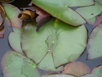 Close-up of leaves