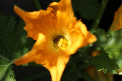 Close-up of orange flower