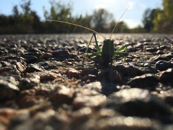 Surface level of stones on field