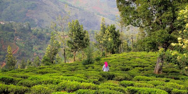 Rear view of woman walking in forest