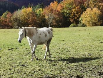 Horse on gras