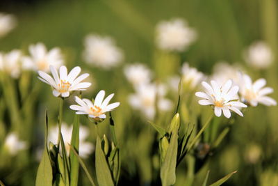 Close-up of white flowering plants on field