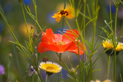 Close-up of yellow flowers