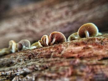 Close-up of mushrooms growing on tree trunk