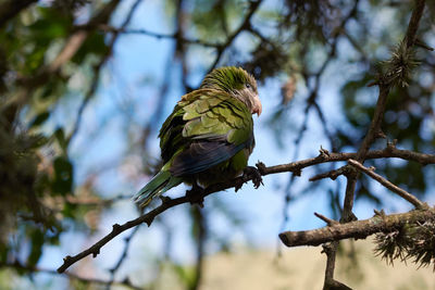 Low angle view of parrot perching on tree