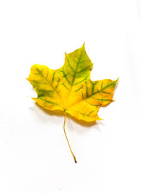 Close-up of yellow leaf on white background