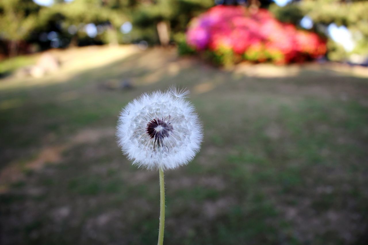 Lady flower