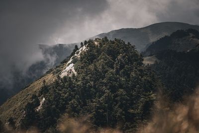 View of trees on mountain against sky