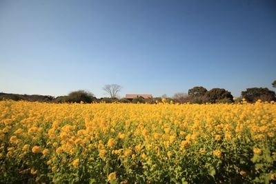 View of yellow flowering plants on field against clear sky