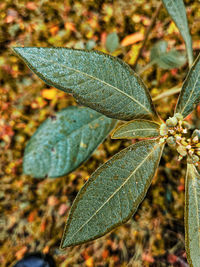 leaf
