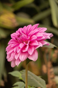 Close-up of pink flower