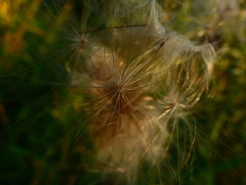 Close-up of dandelion