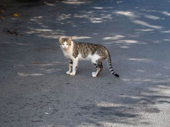 Portrait of a cat walking on road