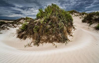 Trees on desert against sky