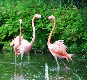 Flamingos in lake against plants