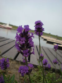 Close-up of purple flowers blooming outdoors