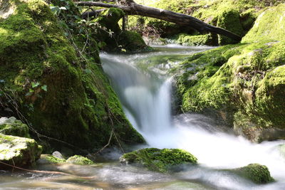 View of waterfall along trees