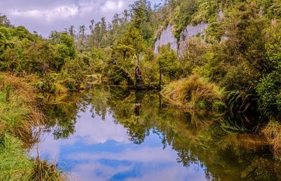 Reflection of trees in lake