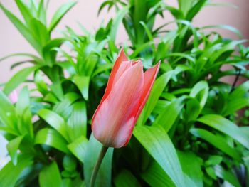 Close-up of red flower
