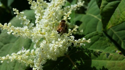 Close-up of honey bee pollinating on white flower