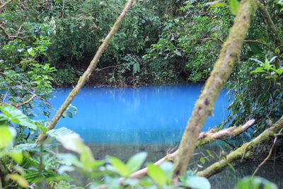 Scenic view of lake amidst trees in forest