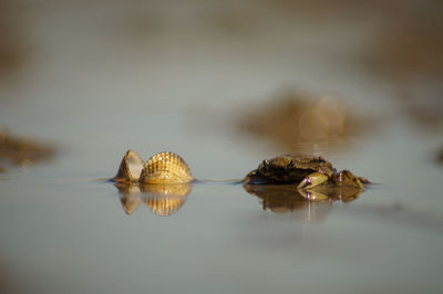 Close-up of shell on a lake