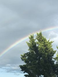 Low angle view of rainbow over trees against sky