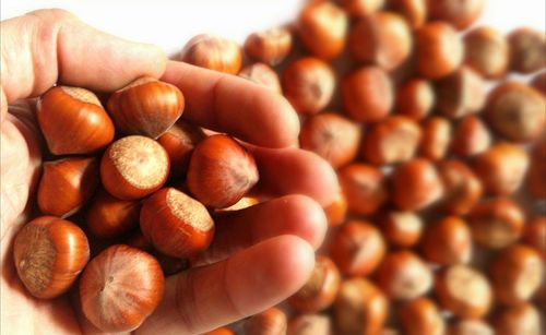 Cropped image of hand holding hazelnuts