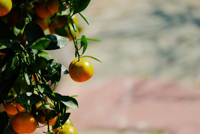 Close-up of fruits on tree