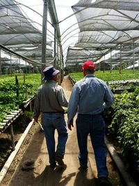 Rear view of men walking in farm