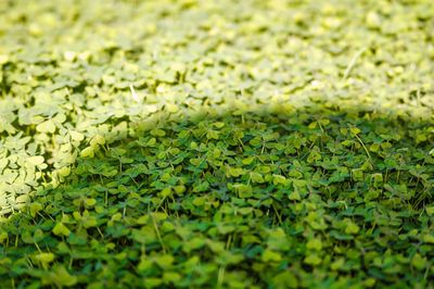Full frame shot of grass