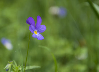 Close-up of purple flowers blooming outdoors