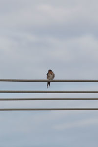 Low angle view of bird perching on cables against sky