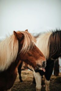 Horse standing in ranch