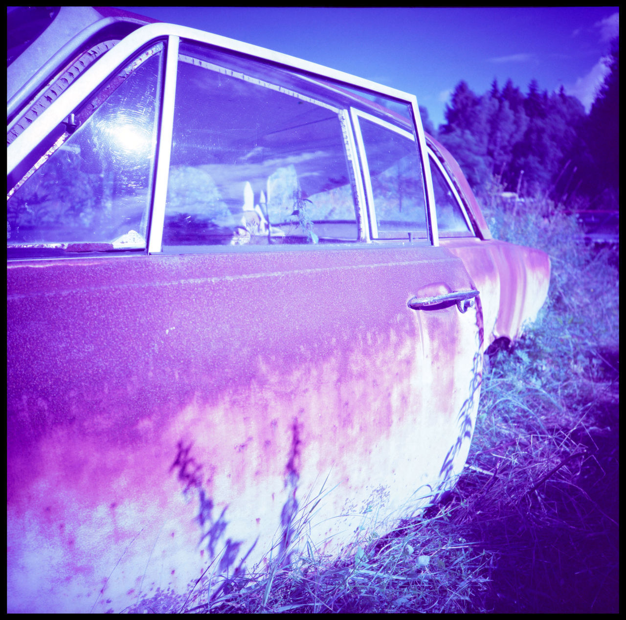 True Blue Metal in Båstnäs Analogue Photography Artistic Båstnäs Car Cemetery Car Cemetery - Old Rusty English Damaged Cars Cars Daisies Industrial Scandinavia Sweden Travel Abandoned Abandoned Car Cemetery Abandoned Cars Apocalyptic Blue Båstnäs Car Cemetery Cars In Forrest Cold Metal Metal And Nature Summer Swedish Summer Tungsten  Vintage Cars