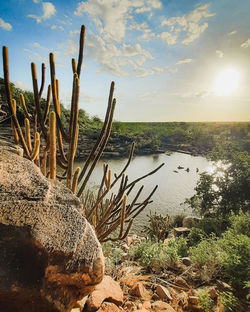 Cactus growing on rock against sky