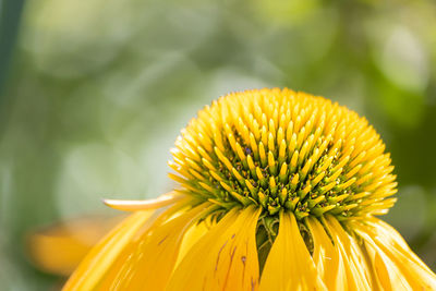 Close-up of yellow flowering plant