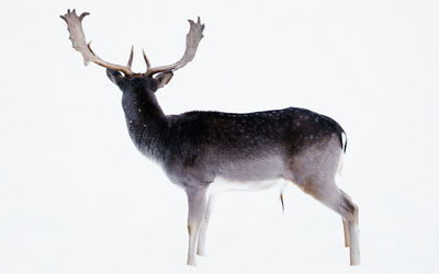 Deer standing on field against sky