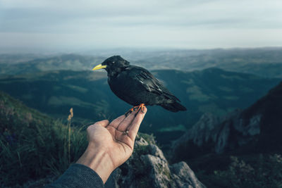 Close-up of bird perching on rock