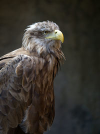 Close-up of eagle