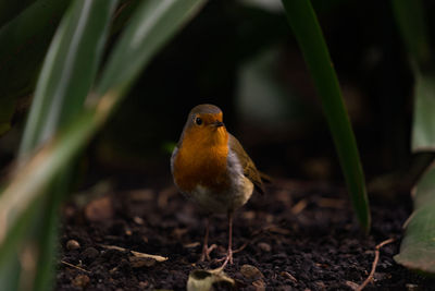 Close-up of bird perching on field