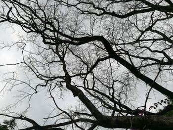 Low angle view of bare tree against sky