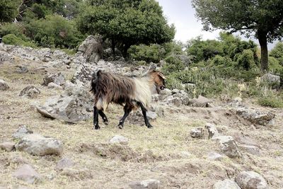 Horse standing in a field