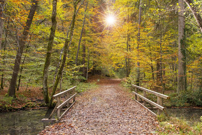 Footpath amidst trees in forest during autumn