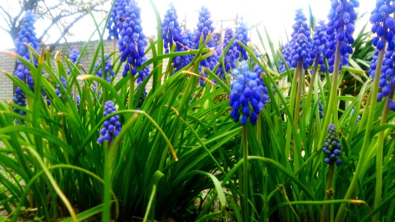 growth, flower, beauty in nature, purple, nature, field, freshness, fragility, green color, blue, plant, hyacinth, petal, day, no people, grass, outdoors, flower head, blooming, close-up, crocus