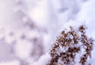 Close-up of cherry blossom during winter